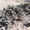 Cylindropuntia fulgida var. mamillata | Boxing glove cactus